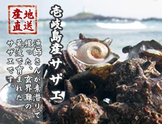 壱岐島産サザエ 玄界灘の荒波で育ったサザエを産地直送でお届けします