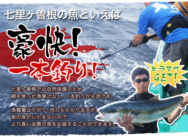 七里ヶ曽根の魚といえば豪快！一本釣り! 七里ヶ曽根では自然保護のため網を使った漁業でなく、一本釣りが主流です。漁獲量は下がり、労力もかかりますが、魚の身がいたまないのでより高い品質の魚をお届することができます。