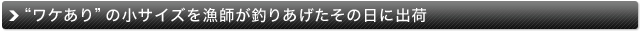 “ワケあり”の小サイズを漁師が釣りあげたその日に出荷